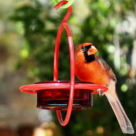 Red Hanging Sphere Feeder with Perch featuring a northern cardinal sitting on the feeder's wraparound perch, showcasing its durable steel frame and glass dish.