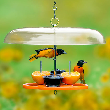Oriole Bird Feeders