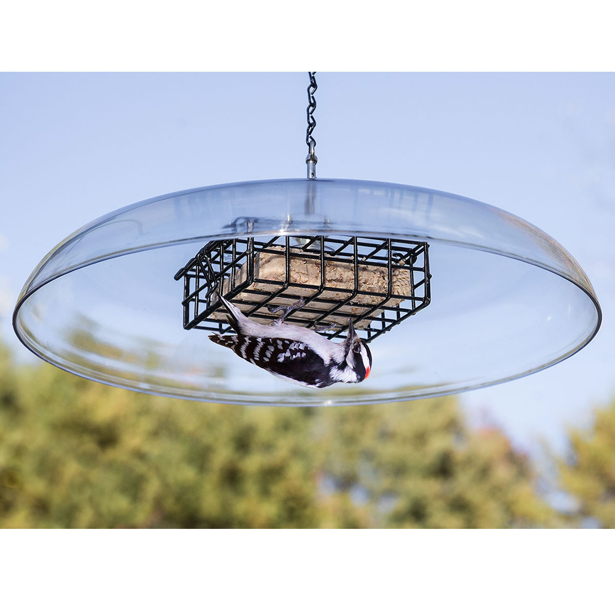 Duncraft Shielded Suet Feeder featuring a bird feeding upside down on a metal grate, with a clearview plastic weather guard and vinyl-coated wire caging.