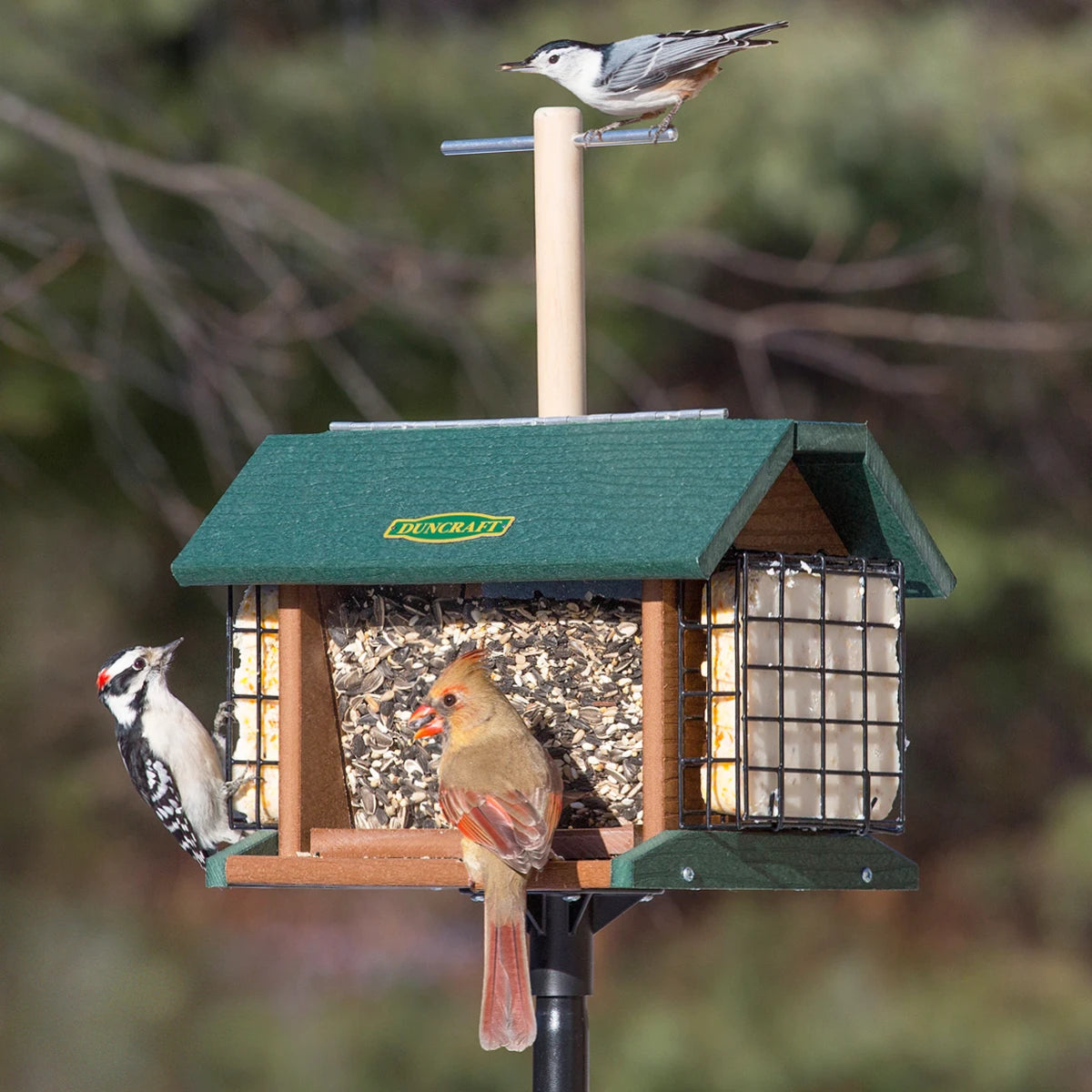 Duncraft Morning Song Post Hopper & Pole: Birds feeding on a wooden hopper feeder with a lookout perch, two seed trays, and suet cakes.