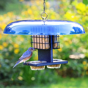 Duncraft Bluebird Suet & Dish Feeder with a bluebird perched on it, featuring a protective blue baffle, designed for suet cakes and treats.