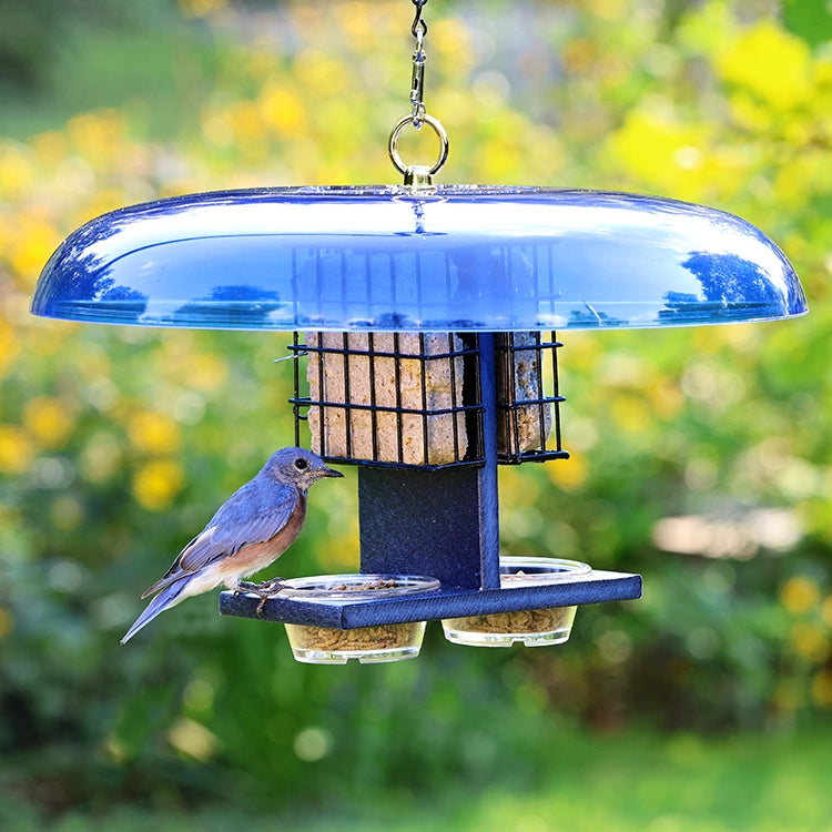 Duncraft Bluebird Suet & Dish Feeder with a bluebird perched on it, featuring a protective blue baffle, designed for suet cakes and treats.