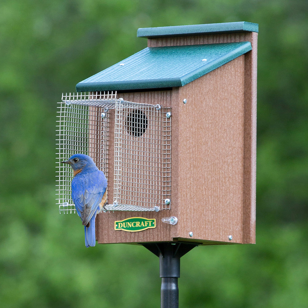 Duncraft Bird-Safe® Bluebird House & Pole with Noel Guard with a Bluebird Entering