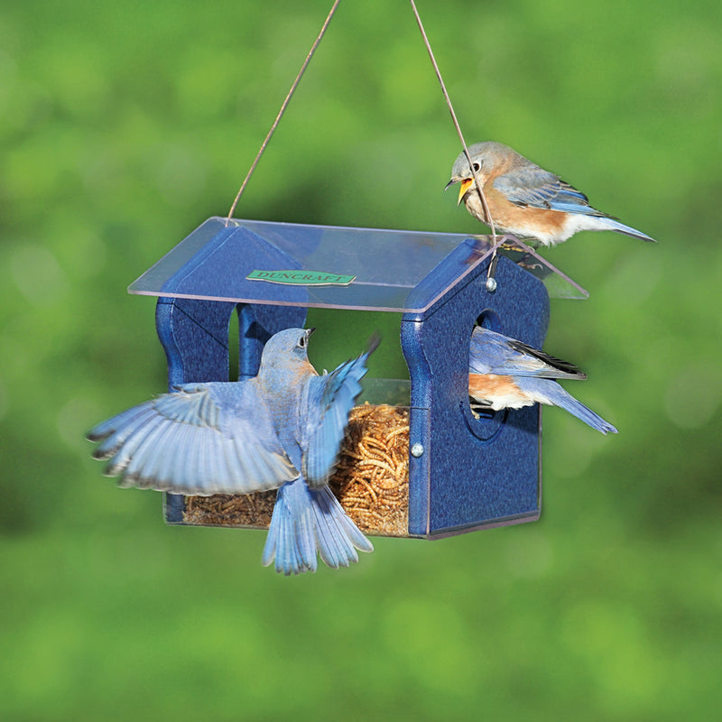 Duncraft Classic Bluebird Feeder with Bluebirds eating and flying. 