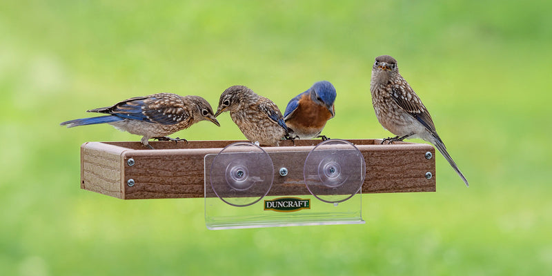 Window Platform Bird Feeder with Bluebirds eating from it. 